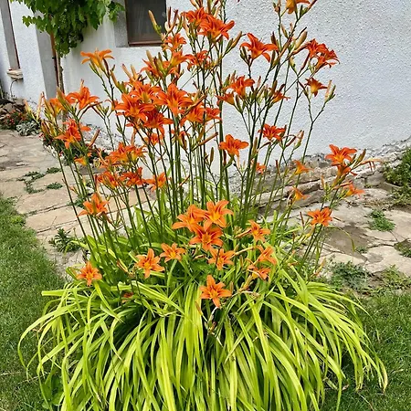 Case de vacanță куклите