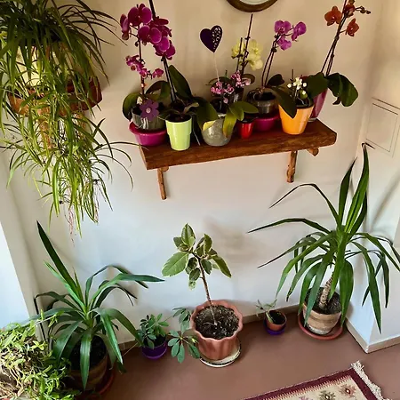 Vakantiehuis куклите *
