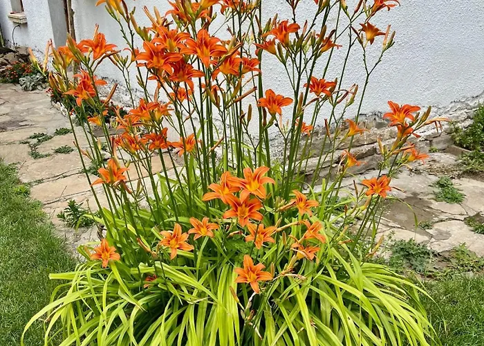 Ваканционна къща куклите